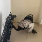 دباب درفت نظيف