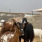 معزا دفيع