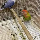 جوز روز معه فرخه