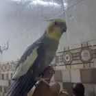 طير كروان ذكر متكلم