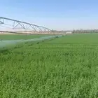 رشاشات زراعيه للبيع