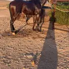 مطلوب مقلم خيل