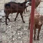 تيس للبيع
