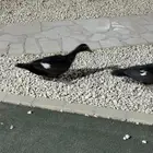 بط موسكوفي
