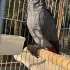 للبيع فرخ كاسكو