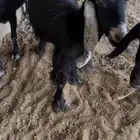 معزا للبيع