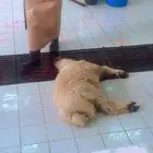 ذبايح