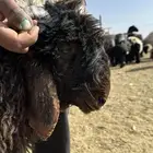 خروف نعيمي مشروع فحل