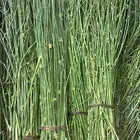 مرخ جنوبي طازج أخضر وطري