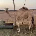 بكره للبيع مفروده