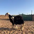 شاة نجدية والد طيبه ونظيفه وروم