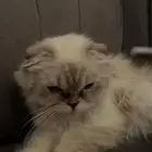 سكوتش فولد قطط