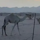 بكار للبيع