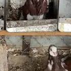 تم البيع الحمدالله. الله يبارك له