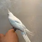 كروان اليف البينو