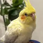 ببغاء كروان كوكتيل اليف ذكر