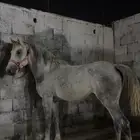 حصان جزيري شعبي