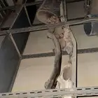 دبه شاص مع الوصله الاخيره 2006