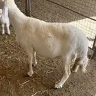 شاه حريه حايل