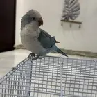 تم البيع