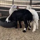 رخال تربيه