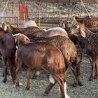 طليان سواكن حمري مرابي بريه