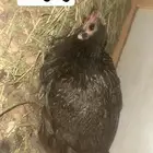 للبيع 3 دجاج 1 ديك بياض 30