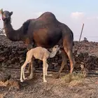 ناقه خلفه