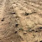 مشروع زراعي. ست رشاش