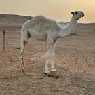 حاشي للبيع