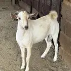 تيس شحمم السن تو ثني