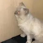 قط ذكر للبيع