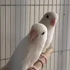 جوز روز البينو عيون حمر جامبو