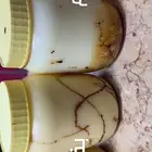 زبده و سمن بقر وغنم وبقل