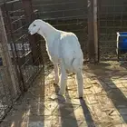 خروف حري مقفل شحم