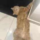 قط للتبني