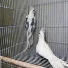 جوز كروان
