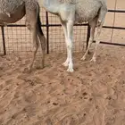 قعود باتلي حدها حاكم ابن قريع