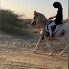 خيل عربي اصيل بأوراق للبيع لا يجي إلا الصامل فقط
