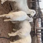 رخال 3 وطلي حريات شرط