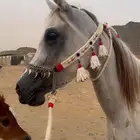 فرس واهو مكس حفيدة عجمان بسعر مناسب