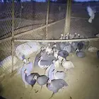 حجل او دجاج حبشي