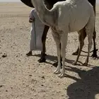 حوارة وضحااء ضغط عاالي