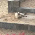 قطوه لقيتها ضايعه