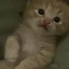قطط شيرازي للبيع