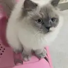 قطه هيمالايا للبيع