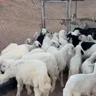 ضان ولد