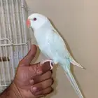 ببغاء درة هولندية