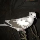 حمام 20جوز