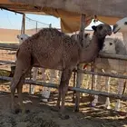 قعود دبياني